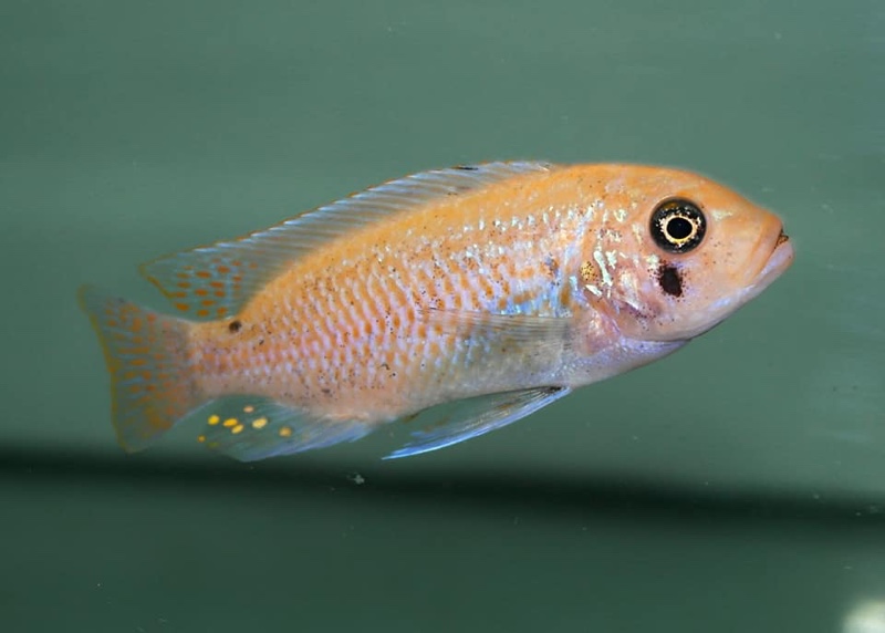 Maylandia fainzilberi 'Ndonga'